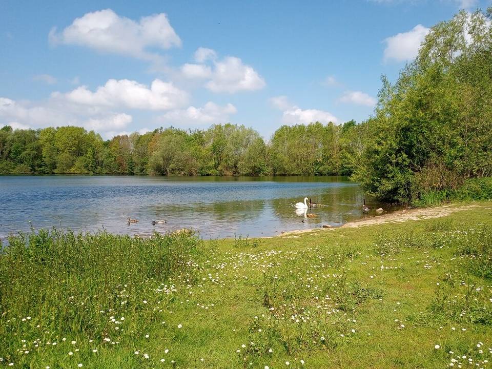 The lake at Millennium Green in North Hykeham, with a swan on the water and trees along the far shore